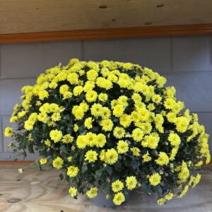 Bolchrysant_XXL Bolchrysant XXL