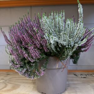 Calluna_Struikheide Calluna Struikheide