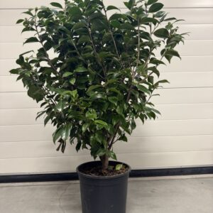 Camellia_Japonica Camellia Japonica